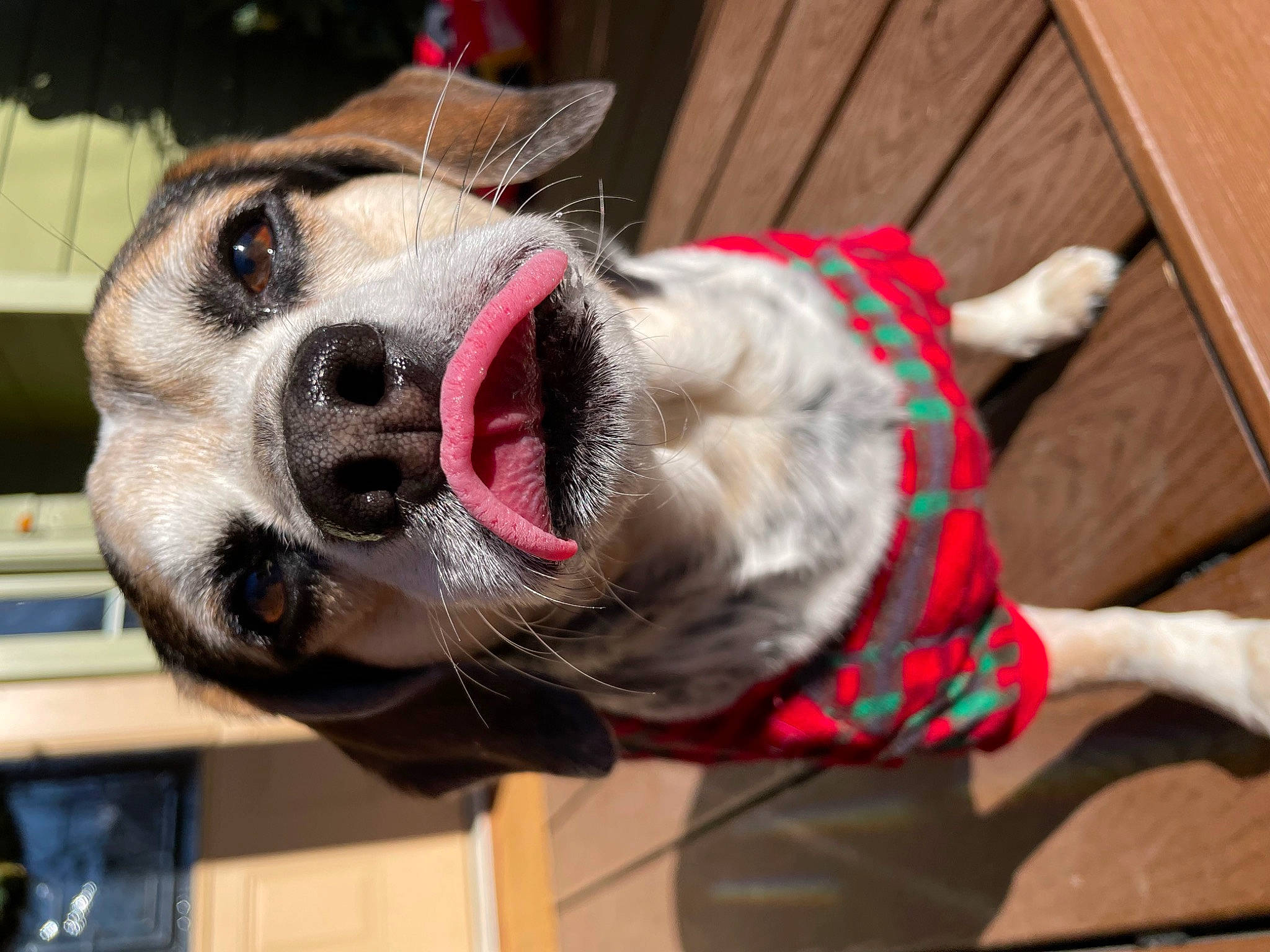 Pongo is registered to the contest to win money with this photo: canidae, carnivore, collar, companion_dog, dog, dog_breed, dog_collar, dog_supply, eyewear, fawn, fur, leash, mammal, pet_supply, snout, sporting_group, vertebrate, whiskers, wood, working_animal