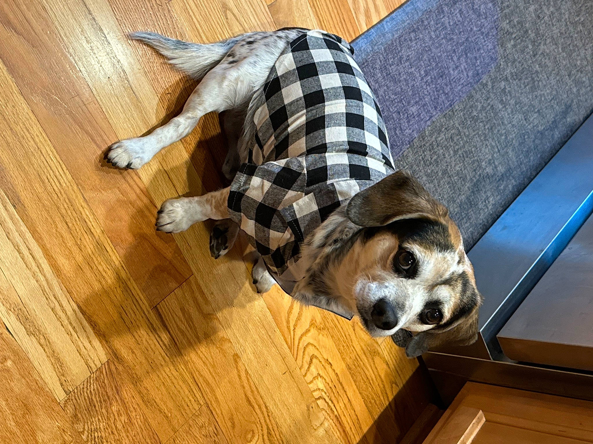 Pongo joined the competition — help win amazing prizes! carnivore, comfort, companion_dog, couch, dog, dog_breed, dog_supply, fawn, floor, flooring, hardwood, pattern, pet_supply, plaid, snout, sporting_group, tartan, wood, wood_stain, working_animal