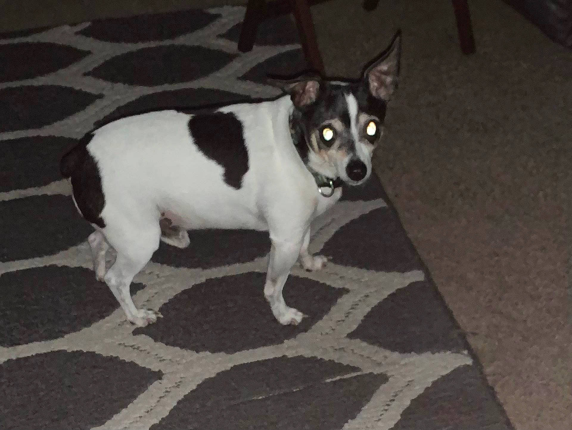 Bowser joined the competition — help win amazing prizes! canidae, carnivore, companion_dog, dog, dog_breed, flooring, grey, non_sporting_group, road_surface, small_terrier, snout, sporting_group, tail, terrestrial_animal, toy_dog, whiskers, working_animal