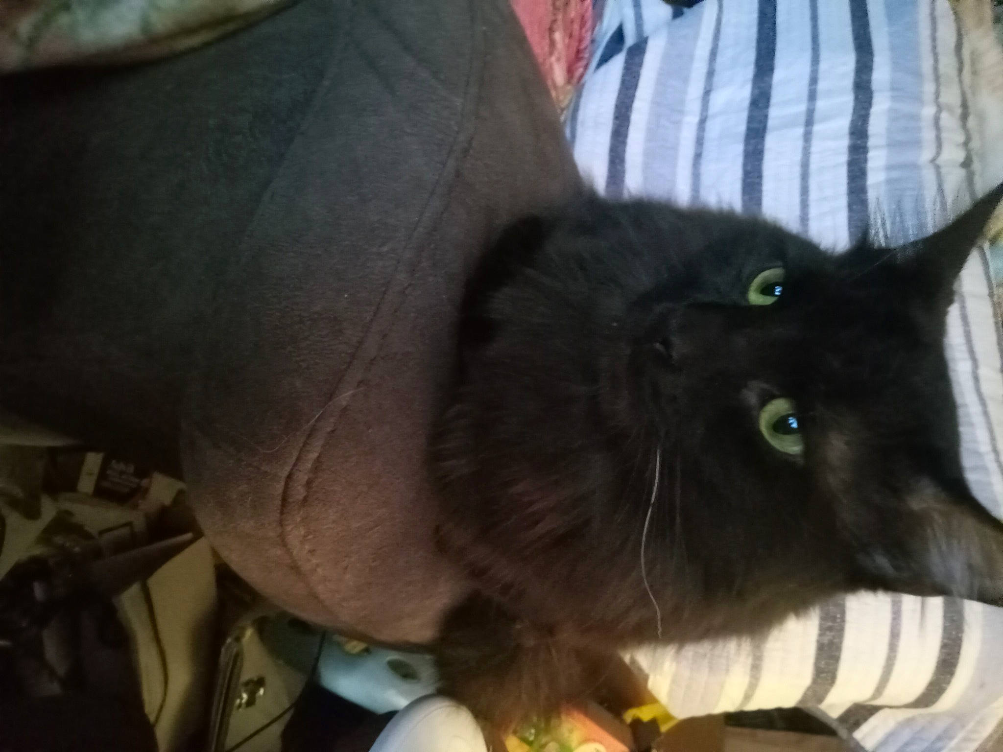 Loki is registered to the contest to win money with this photo: black_cat, bombay, box, carnivore, cat, claw, comfort, domestic_short_haired_cat, ear, eye, fawn, felidae, foot, fur, paw, small_to_medium_sized_cats, snout, tail, terrestrial_animal, whiskers