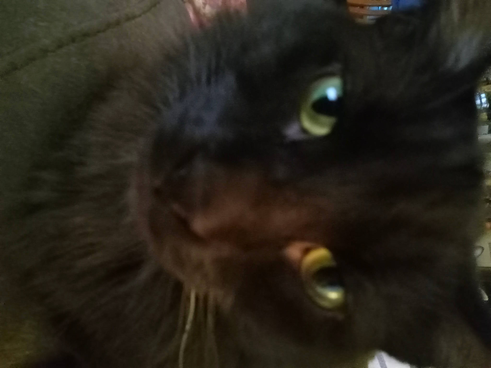 Loki is registered to the contest to win money with this photo: black_cat, bombay, carnivore, cat, domestic_short_haired_cat, felidae, fur, small_to_medium_sized_cats, terrestrial_animal, whiskers, wildlife