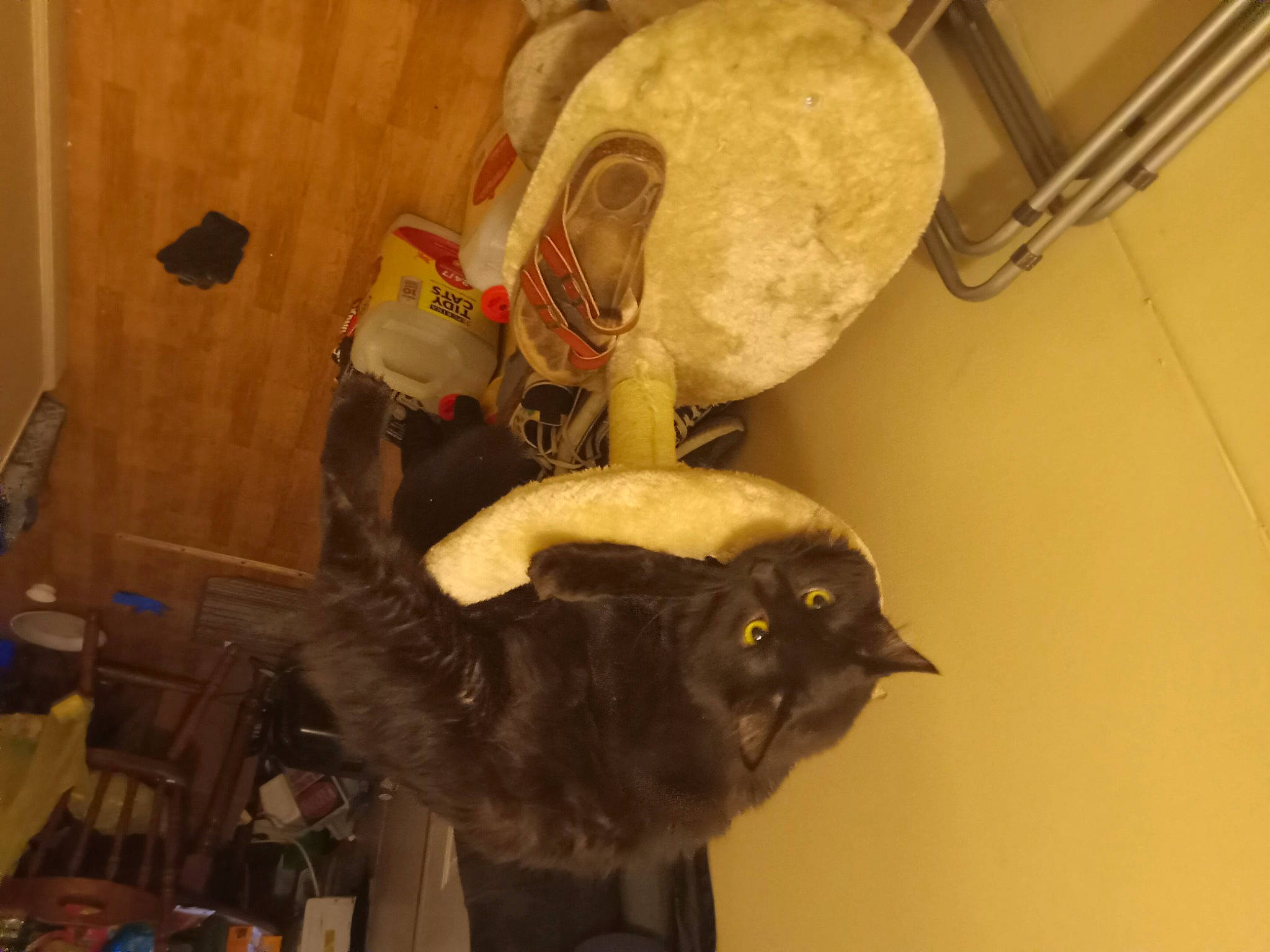 Loki joined the competition — help win amazing prizes! art, canidae, carnivore, cat, domestic_short_haired_cat, felidae, flooring, fur, hat, personal_protective_equipment, room, shelf, small_to_medium_sized_cats, tail, teddy_bear, tourist_attraction, visual_arts, whiskers, wood