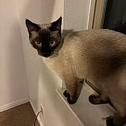 Blue joined the competition — help win amazing prizes! animal, beige_wall, carpet, cat, close_up, curious, cute, domestic_animal, ears, feline, fur, indoor, indoor_lighting, looking, paws, pet, shadow, siamese_cat, whiskers, window_sill