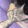 Rex joined the competition — help win amazing prizes! cat, sleeping, tabby, gray_cat, pet, indoor, blanket, plush_toy, cozy, close_up, paw, fur, relaxed, resting, cute, animal, mammal, whiskers, ears, soft