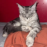 Rex joined the competition — help win amazing prizes! cat, tabby_cat, gray_cat, fluffy, pet, animal, feline, resting, indoor, fabric, sweatshirt, orange, red_wall, fur, paw, whiskers, cute, relaxed, sleepy, bed
