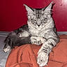cat, tabby_cat, gray_cat, fluffy, pet, animal, feline, resting, indoor, fabric, sweatshirt, orange, red_wall, fur, paw, whiskers, cute, relaxed, sleepy, bed