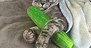 Rex joined the competition — help win amazing prizes! cat, tabby_cat, gray_fur, plush_toy, cucumber_toy, blanket, couch, furniture, pet, animal, indoor, cozy, relaxed, paws, fur, ears, whiskers, toy, resting, cute