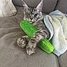 cat, tabby_cat, gray_fur, plush_toy, cucumber_toy, blanket, couch, furniture, pet, animal, indoor, cozy, relaxed, paws, fur, ears, whiskers, toy, resting, cute