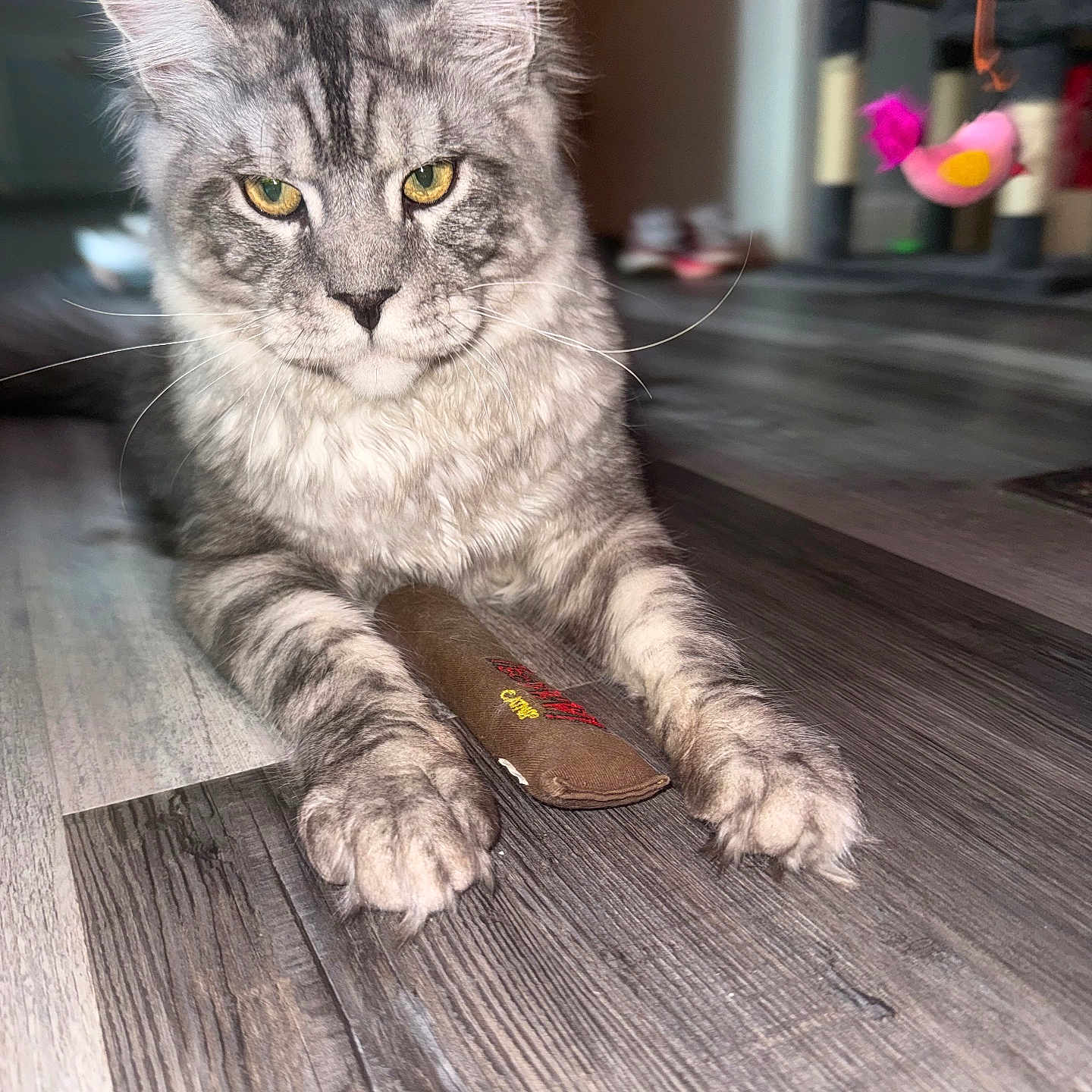 Rex joined the competition — help win amazing prizes! cat, tabby, pet, indoor, floor, toy, wooden_floor, yellow_eyes, feline, whiskers, ears, paws, closeup, animal, domestic, household, blurred_background, hanging_toy, relaxed, portrait
