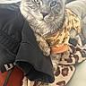 Rex is registered to the contest to win money with this photo: cat, gray_tabby, pet_clothing, gingerbread_pattern, leopard_print, blanket, feline, resting, indoor, cozy, fur, whiskers, animal, cute, relaxed, soft_texture, couch, human, clothing, closeup