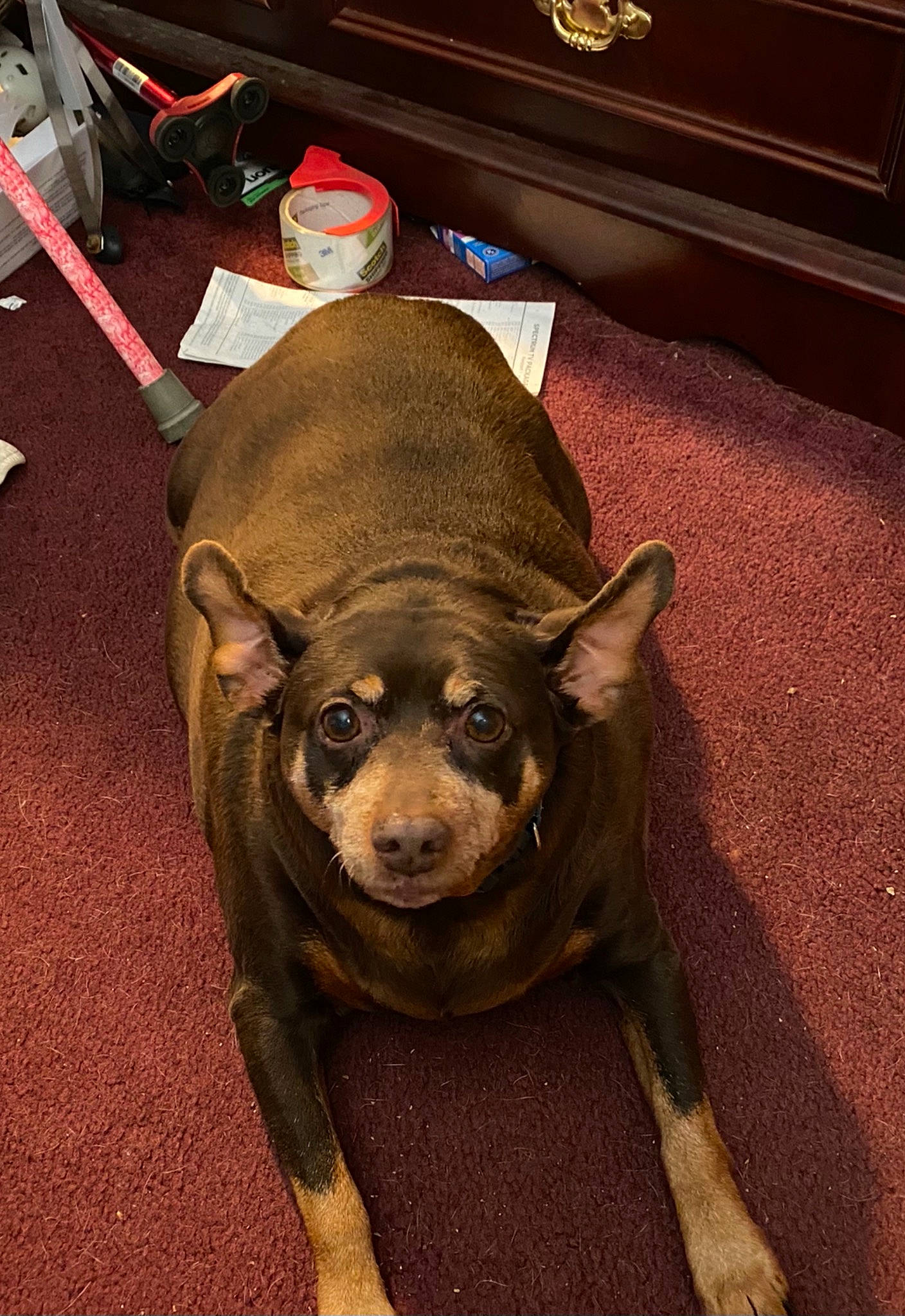 Koko joined the competition — help win amazing prizes! canidae, carnivore, companion_dog, dog, dog_breed, fawn, floor, flooring, fur, guard_dog, liver, metal, snout, sporting_group, suidae, terrestrial_animal, toy_dog, whiskers, wood, working_animal