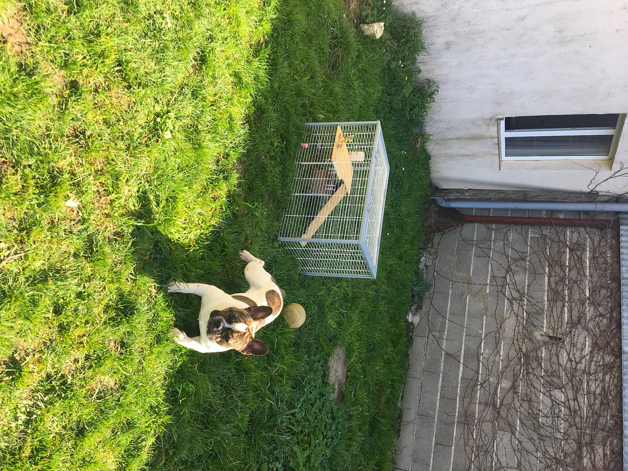 Only a rejoint le concours — aidez-le/la à gagner de superbes lots ! fawn, grass, house, landscape, plant, shrub, tree