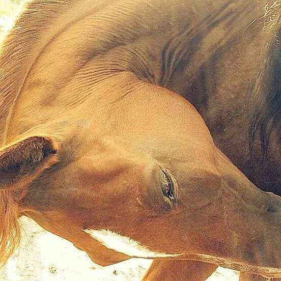 Original Sim Wirkley