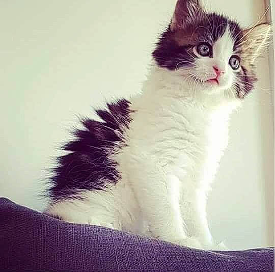 Bounty participe au concours pour gagner de l'argent avec cette photo : carnivore, cat, felidae, fur, kitten, maine_coon, mammal, norwegian_forest_cat, ragamuffin, small_to_medium_sized_cats, tail, turkish_van, whiskers