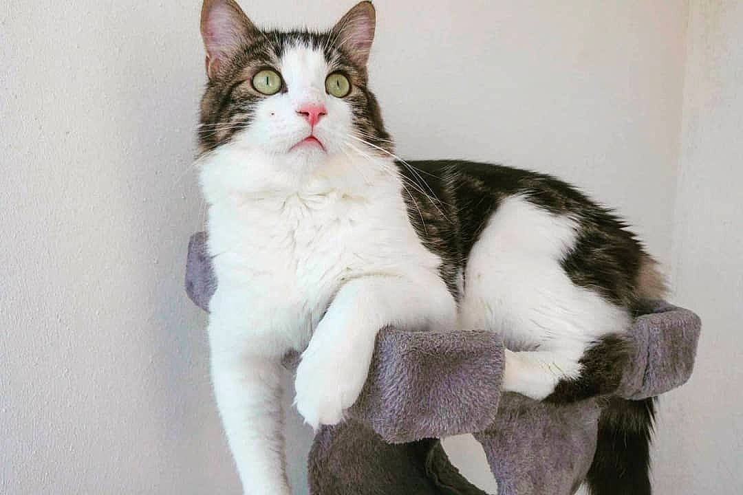 Bounty participe au concours pour gagner de l'argent avec cette photo : aegean_cat, american_wirehair, asian, carnivore, cat, domestic_short_haired_cat, european_shorthair, felidae, fur, japanese_bobtail, kitten, mammal, paw, polydactyl_cat, small_to_medium_sized_cats, tabby_cat, tail, vertebrate, whiskers