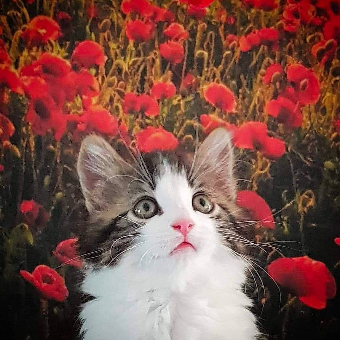 Bounty participe au concours pour gagner de l'argent avec cette photo : carnivore, cat, felidae, flower, kitten, love, norwegian_forest_cat, petal, plant, sky, small_to_medium_sized_cats, whiskers