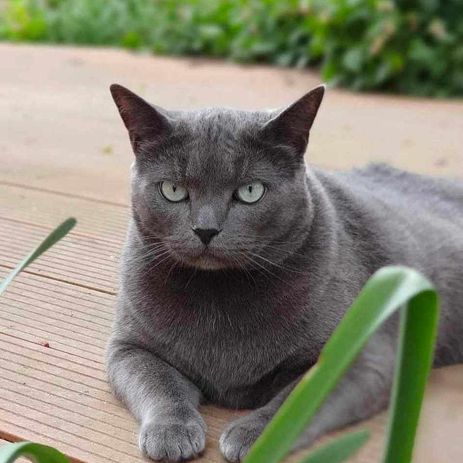 Grisou participe au concours pour gagner de l'argent avec cette photo : animal, architecture, building, cat, deck, grass, hardwood, herbal, herbs, house, housing, jar, kitten, manx, pet, plant, planter, porch, pottedplant, wood