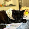 Mozart participe au concours pour gagner de l'argent avec cette photo : black_cat, cat, closeup, colorful, cozy, domestic_cat, fur, handwritten, indoor, notes, paw, pet, relaxation, resting, scarf, sleeping, study, table, text, whiskers