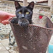 Mozart participe au concours pour gagner de l'argent avec cette photo : cat, black_cat, basket, outdoor, paw, yellow_eyes, metal_mesh, hand, bicycle, stone_wall, curious, pet, animal, closeup, feline, resting, daylight, background, container, domestic_animal