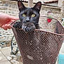 cat, black_cat, basket, outdoor, paw, yellow_eyes, metal_mesh, hand, bicycle, stone_wall, curious, pet, animal, closeup, feline, resting, daylight, background, container, domestic_animal