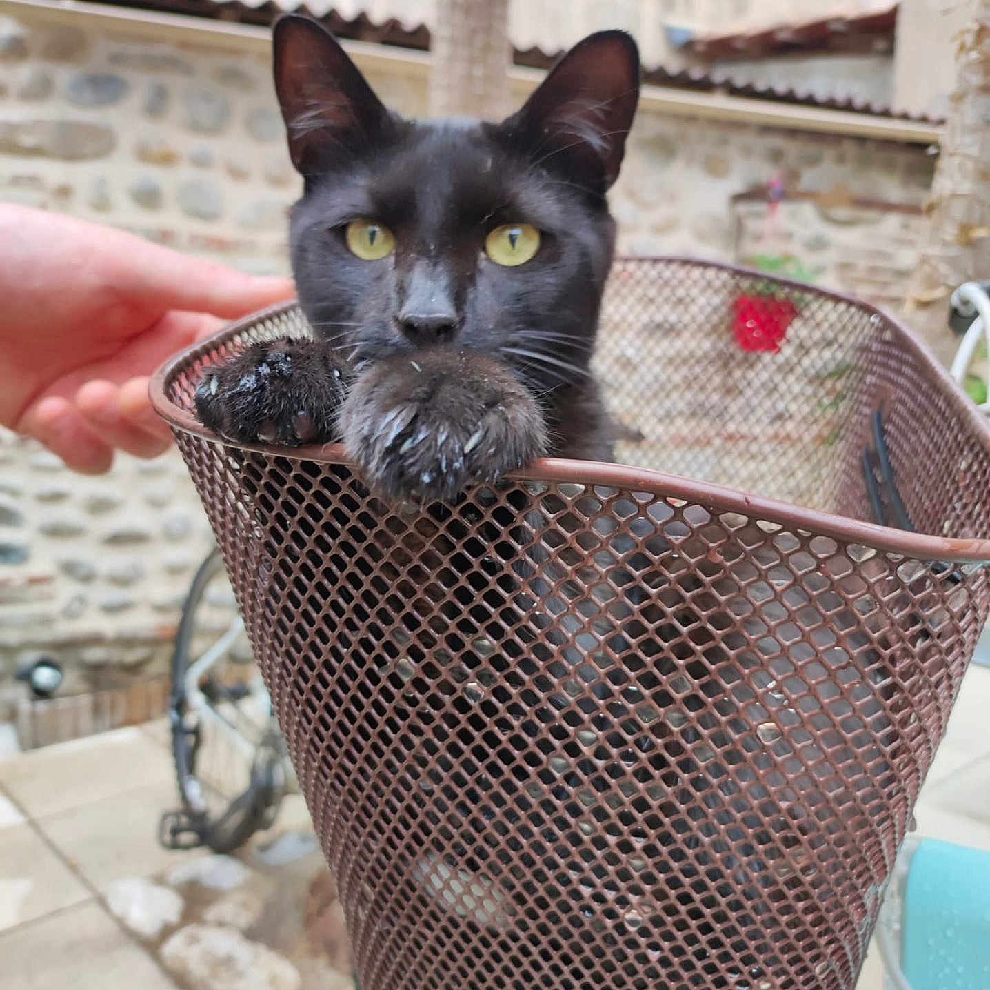 Mozart participe au concours pour gagner de l'argent avec cette photo : animal, background, basket, bicycle, black_cat, cat, closeup, container, curious, daylight, domestic_animal, feline, hand, metal_mesh, outdoor, paw, pet, resting, stone_wall, yellow_eyes
