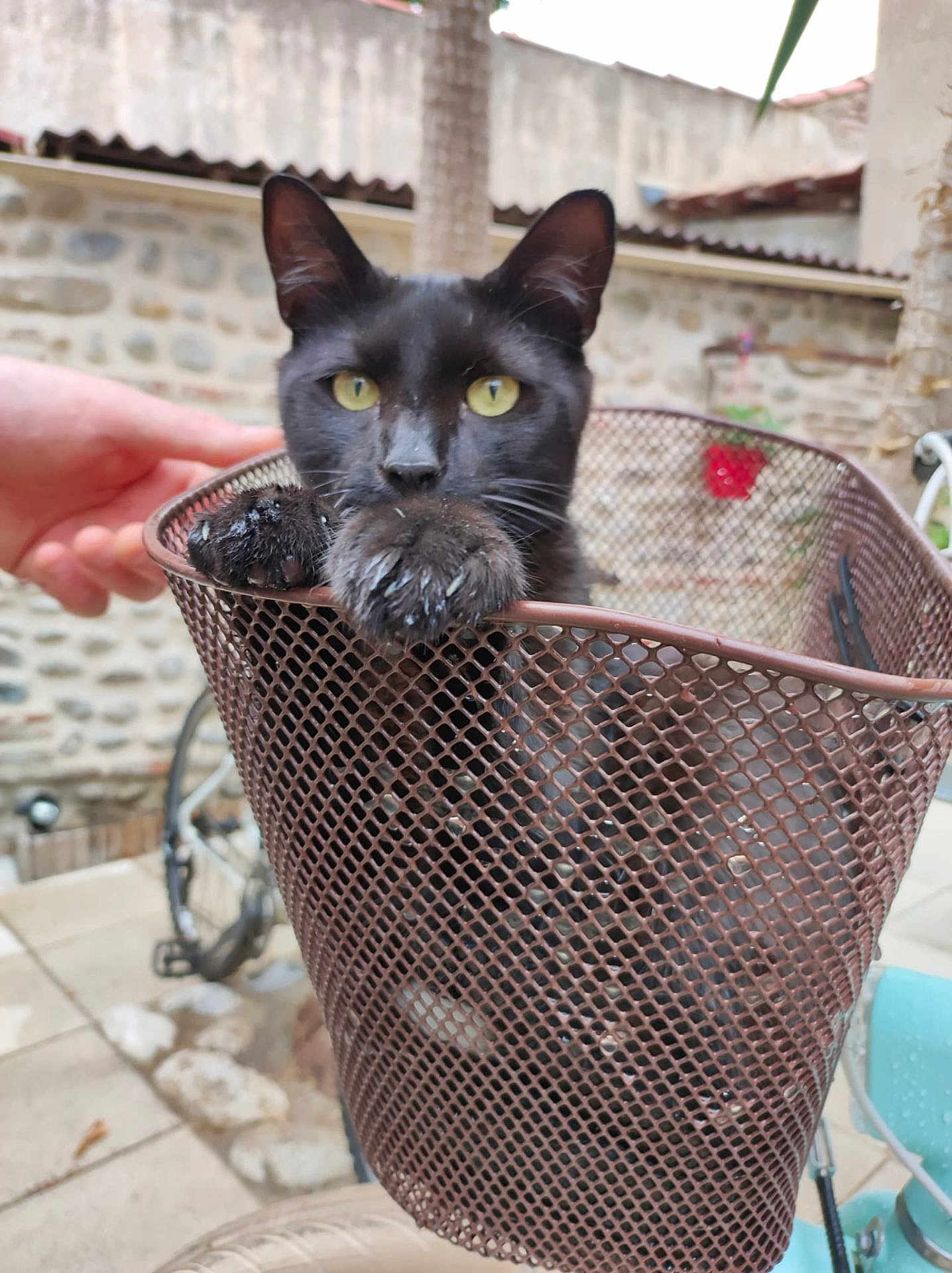 Mozart participe au concours pour gagner de l'argent avec cette photo : cat, black_cat, basket, outdoor, paw, yellow_eyes, metal_mesh, hand, bicycle, stone_wall, curious, pet, animal, closeup, feline, resting, daylight, background, container, domestic_animal