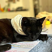 Mozart participe au concours pour gagner de l'argent avec cette photo : animal, black_cat, blue_cloth, cat, closeup, cozy, domestic, fur, handwritten, indoor, notes, paw, pet, polka_dot, resting, scarf, sleeping, table, text, whiskers