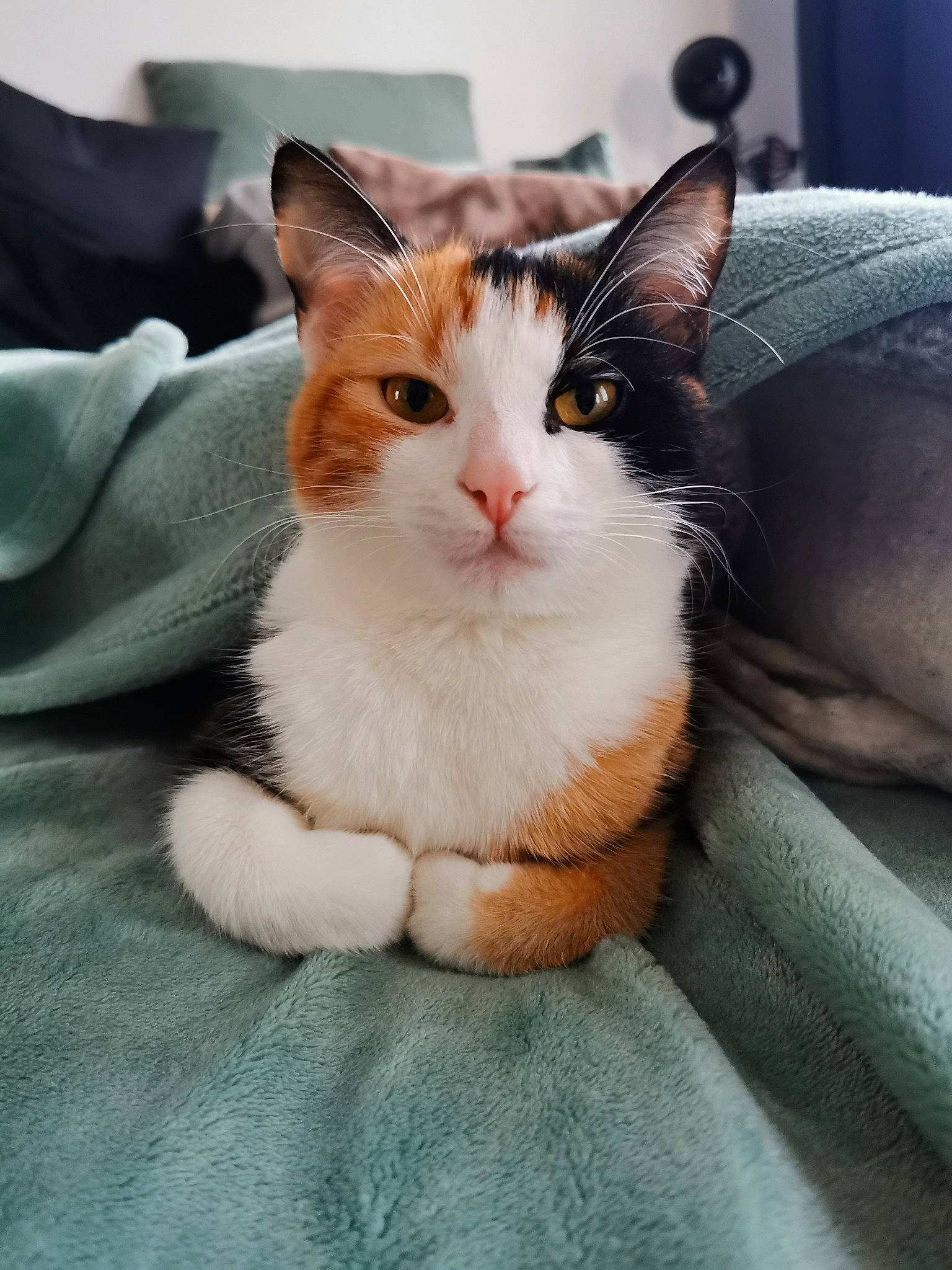 Twixy participe au concours pour gagner de l'argent avec cette photo : box, carnivore, cat, comfort, domestic_short_haired_cat, eye, felidae, fur, head, linens, paw, sitting, small_to_medium_sized_cats, snout, tail, whiskers, window