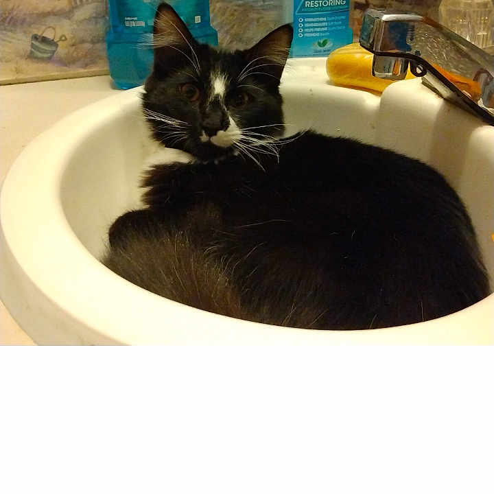 Bandit is registered to the contest to win money with this photo: animal, bathing, bathtub, blackcat, brush, cat, computerhardware, device, electronics, hardware, kitten, manx, monitor, person, pet, sink, sinkfaucet, text, tool, tub