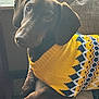 Brucie is registered to the contest to win money with this photo: dog, dachshund, sweater, yellow_sweater, patterned_sweater, pet, indoor, couch, cozy, window, natural_light, curious, brown_dog, paw, furniture, relaxing, companion, animal, portrait, domestic