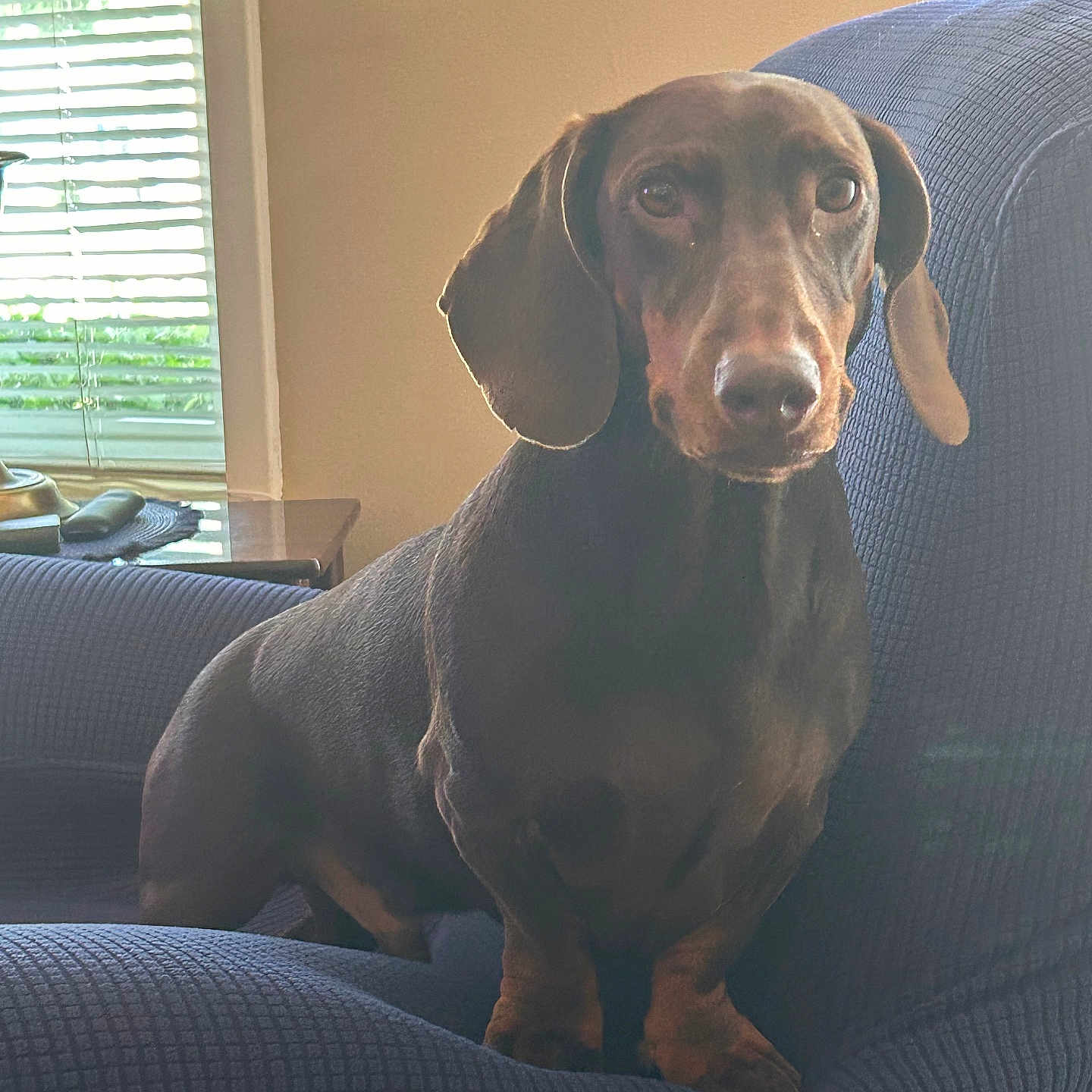 Brucie joined the competition — help win amazing prizes! animal, blinds, brown, chair, cute, dachshund, dog, domestic_animal, ears, furniture, indoor, living_room, natural_light, paw, pet, portrait, side_table, sitting, snout, window