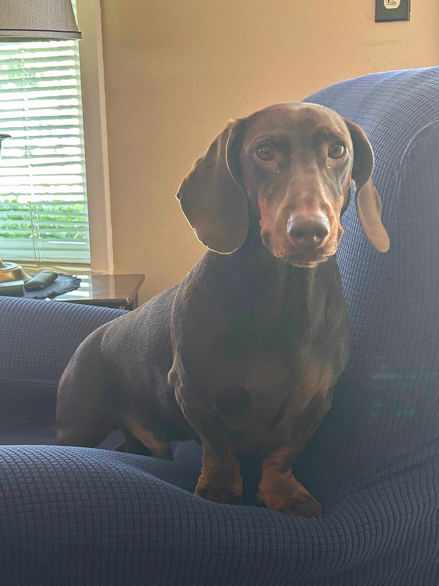 Brucie joined the competition — help win amazing prizes! dog, dachshund, pet, indoor, chair, brown, animal, window, blinds, furniture, side_table, portrait, sitting, cute, domestic_animal, ears, snout, paw, living_room, natural_light