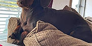 Brucie is registered to the contest to win money with this photo: dog, dachshund, pet, indoor, couch, blanket, window, curtains, fur, animal, relaxing, brown, cozy, home, paw, light, shade, portrait, looking, furniture
