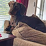 dog, dachshund, pet, indoor, couch, blanket, window, curtains, fur, animal, relaxing, brown, cozy, home, paw, light, shade, portrait, looking, furniture