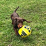 dog, puppy, playing, grass, field, outdoor, ball, football, brown_dog, running, pet, animal, active, ears, tail, mouth, nature, daylight, fun, energetic