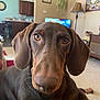 Brucie is registered to the contest to win money with this photo: dog, doberman, puppy, close_up, indoor, living_room, pet, brown_fur, ears, face, eyes, nose, furniture, lamp, plant, carpet, person, blurred_background, home, cute
