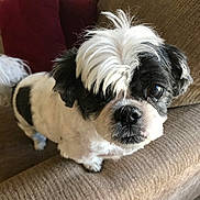 Ronnie is registered to the contest to win money with this photo: dog, black_and_white, pet, cute, couch, indoor, fur, animal, looking_up, curious, small_dog, home, cozy, mop_of_hair, furry, companion, living_room, pillow, domestic_animal, friendly