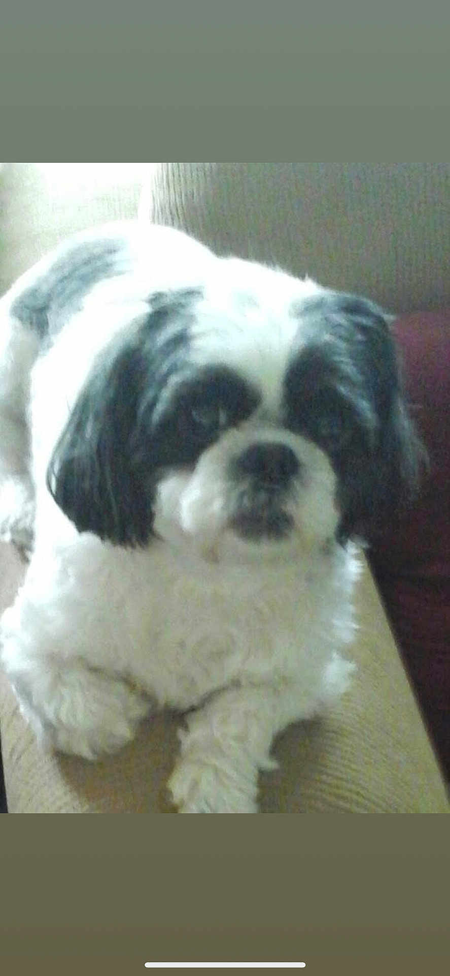 Ronnie joined the competition — help win amazing prizes! dog, pet, couch, indoor, fluffy, black_and_white, animal, companion, cute, fur, relaxed, canine, laying, domestic, friendly, small_dog, household, resting, animal_portrait, furniture