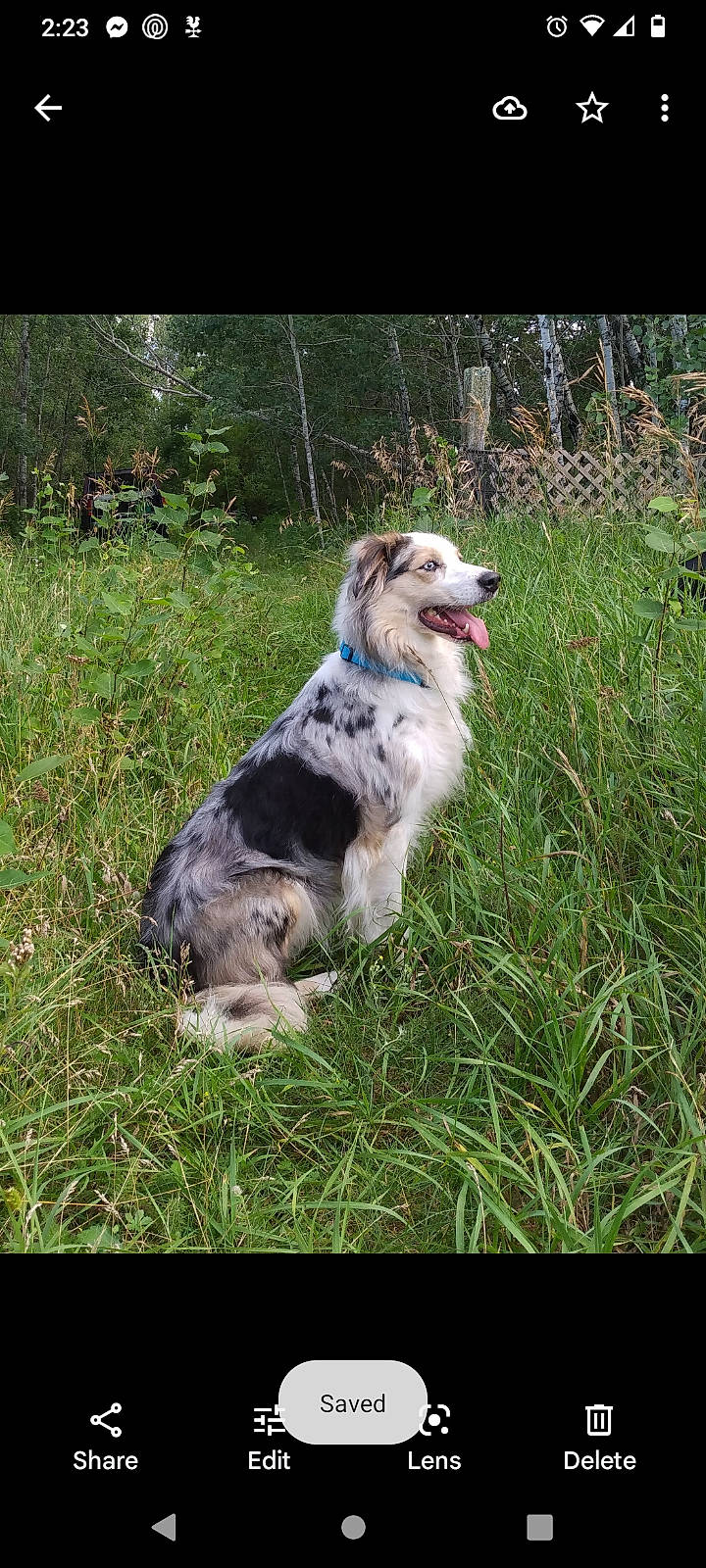 Izzy is registered to the contest to win money with this photo: border_collie, canidae, carnivore, carpathian_shepherd_dog, companion_dog, dog, dog_breed, fur, grass, grassland, gun_dog, herding_dog, plant, prairie, terrestrial_animal, working_animal, working_dog