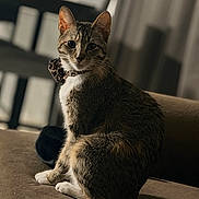 Daisy is registered to the contest to win money with this photo: cat, tabby_cat, pet, feline, sitting, collar, bow_tie, whiskers, indoor, sofa, couch, tail, paws, fur, eyes, portrait, bokeh, shallow_depth_of_field, home, furniture