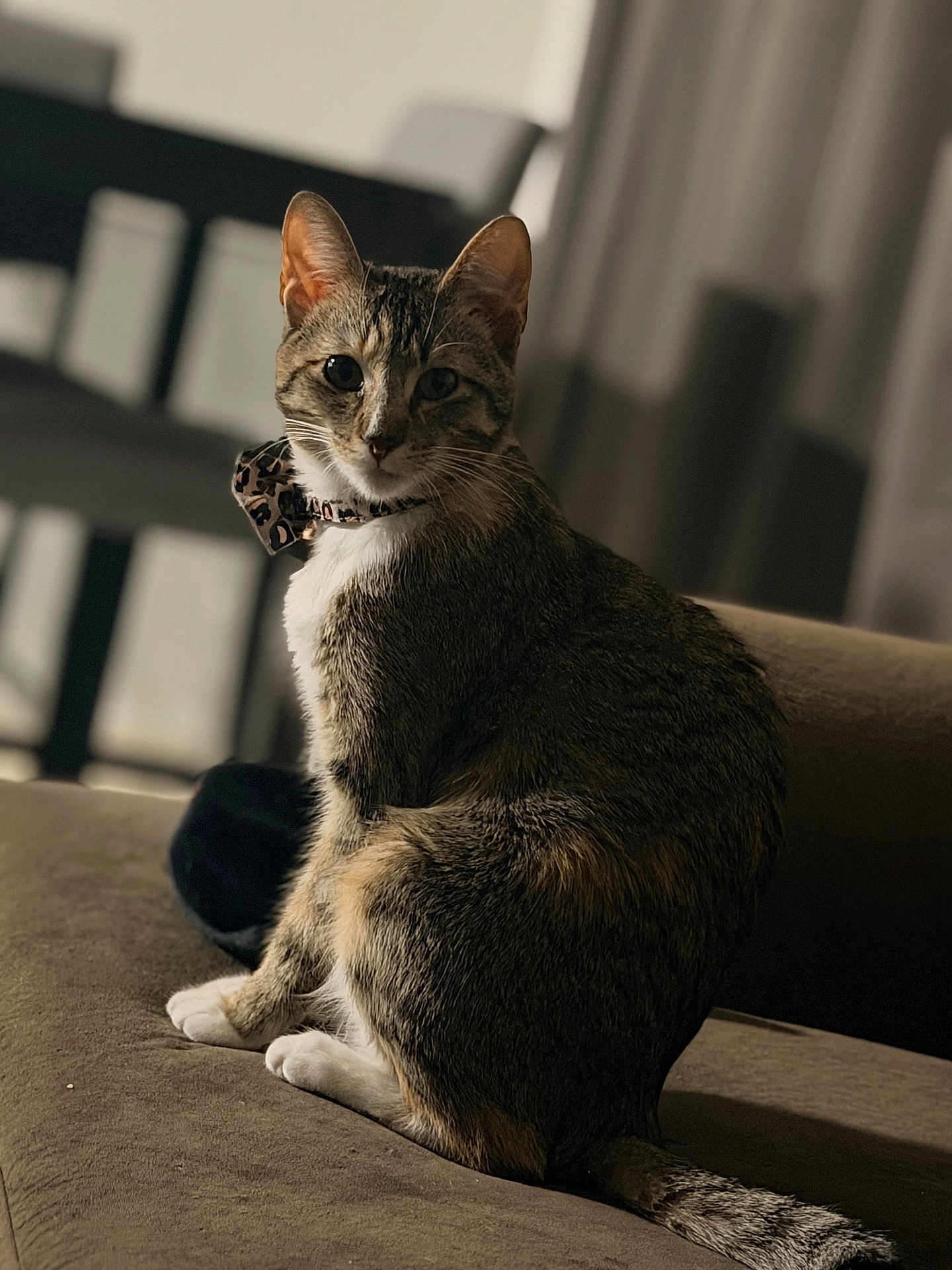 Daisy is registered to the contest to win money with this photo: cat, tabby_cat, pet, feline, sitting, collar, bow_tie, whiskers, indoor, sofa, couch, tail, paws, fur, eyes, portrait, bokeh, shallow_depth_of_field, home, furniture