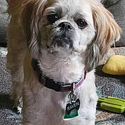 Raven is registered to the contest to win money with this photo: dog, pet, indoor, carpet, toy, blanket, collar, name_tag, fur, cute, small_dog, alert, standing, animal, companion, home, domestic, fluffy, brown, white