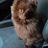 dog, pomeranian, brown_fur, fluffy, pet, car_seat, leather, seatbelt, indoor, animal, cute, small_dog, looking_up, fur, companion, domestic_animal, sitting, car_interior, vehicle, adorable