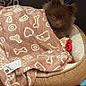 dog, pet, blanket, bed, toy, cozy, brown, fur, cute, indoor, animal, comfort, resting, soft, warm, heart_pattern, bone_pattern, floor, peeking, small_dog