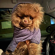 Tao a rejoint le concours — aidez-le/la à gagner de superbes lots ! dog, brown_fur, hoodie, clothing, pet, fluffy, cute, indoors, car_interior, hand, portrait, animal, mammal, small_dog, fur, face, eyes, nose, warm, cozy