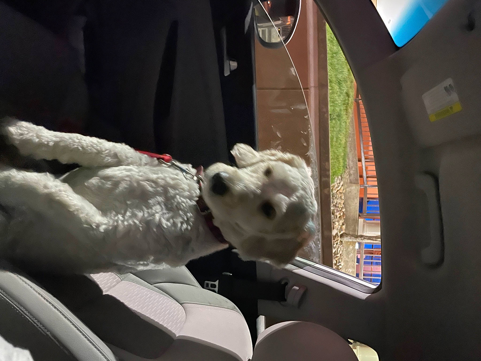 Buddy joined the competition — help win amazing prizes! art, auto_part, automotive_design, automotive_exterior, canidae, car_seat, carmine, family_car, felidae, fur, head_restraint, luxury_vehicle, motor_vehicle, sculpture, snout, sporting_group, stuffed_toy, teddy_bear, toy, vehicle_door