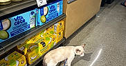 Rolex is registered to the contest to win money with this photo: animal, beverage, bottle, cat, coconut_water, concrete_floor, floor, grocery_store, hand, indoor, label, leash, person, pet, pineapple_coconut, plastic_bottle, register, shelf, shopping, shopping_checkout