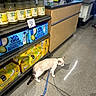 Rolex is registered to the contest to win money with this photo: cat, leash, grocery_store, shelf, bottle, beverage, coconut_water, pineapple_coconut, floor, shopping_checkout, register, person, hand, concrete_floor, plastic_bottle, label, shopping, indoor, pet, animal
