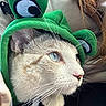cat, blue_eyes, green_hat, frog_hat, whiskers, close_up, pet, animal, cute, costume, fur, portrait, indoors, cozy, soft_lighting, white_fur, curious, calm, headgear, domestic_cat