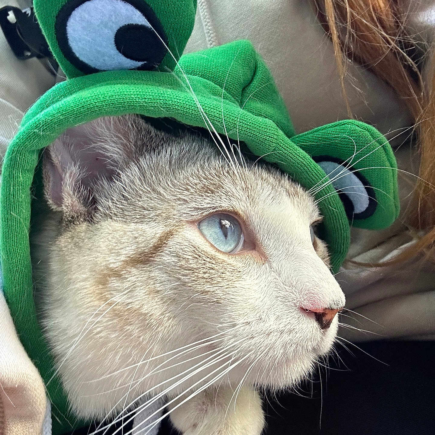 Rolex is registered to the contest to win money with this photo: cat, blue_eyes, green_hat, frog_hat, whiskers, close_up, pet, animal, cute, costume, fur, portrait, indoors, cozy, soft_lighting, white_fur, curious, calm, headgear, domestic_cat